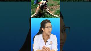 Lịch tiêm ngừa dại sau khi bị chó cắn mà mọi người nên biết | VNVC