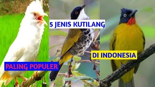 5 Jenis Burung Kutilang Yang Paling Populer di Indonesia. No 5 Paling Familiar dan Disebut Hama.