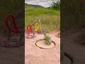 INNOVATIVE Technique Parrot Trap #shorts