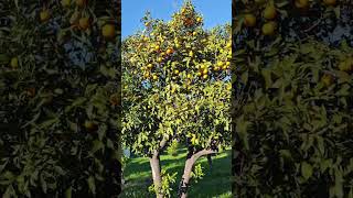 Bahçe Duvarından Aştım