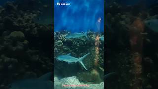 Fish in Aquarium #shorts