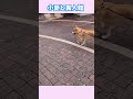 小夏と異人館