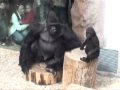 Gorilla dad Richard  and Tatu playing