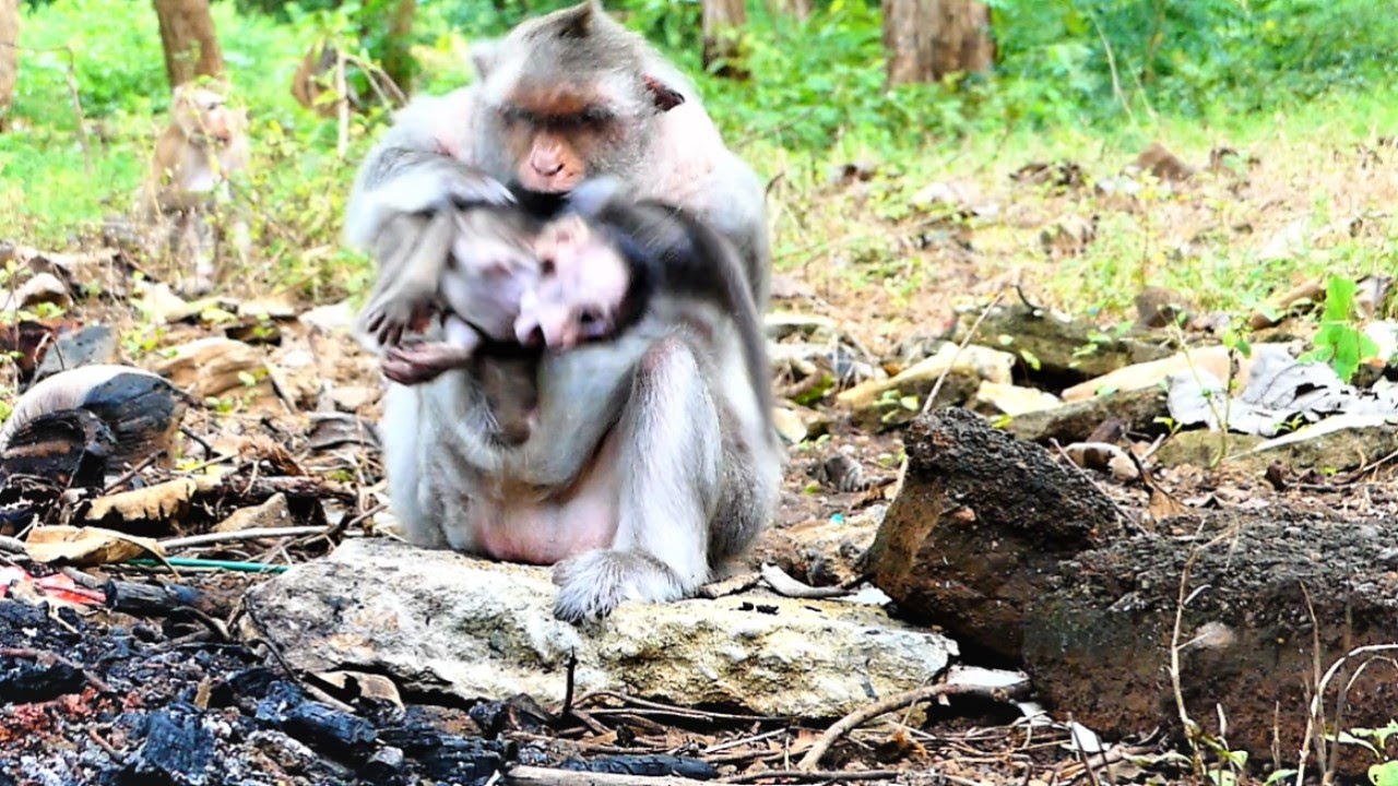 Mother Barry Warns and Falls Baby Bean When He Disturbs Her