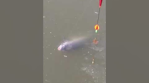 cận cảnh cá trắm đen tì phao câu lục