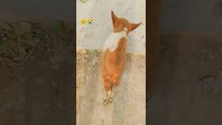 Apahij dog🐶🥹🥲#dogshorts #trendingshorts #reelstrending #sadstatus #doglife #shortsviral #ytshorts🥹🐕/