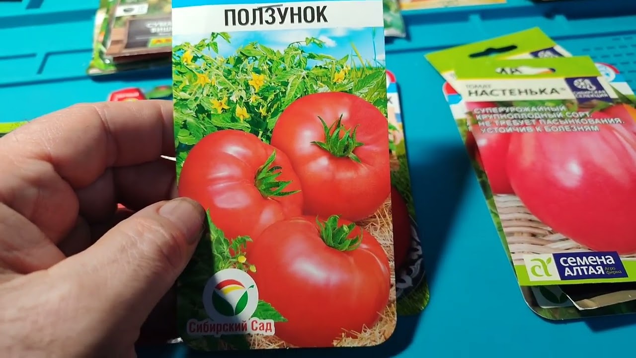Обзор томатов для посадки в  наступающем сезоне 2026 года. #томаты#помидоры 
