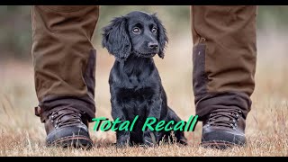 RECALL TRAINING A GUNDOG