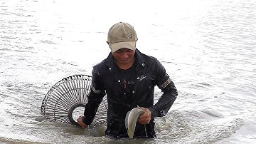 Đẩy côn bắt cá vào ngày nước lũ dâng cao | Cá lóc, cá rô phi nhiều vô kể