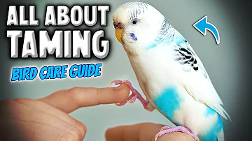 How to Tame & Take Care of Your Pet Bird | Parakeet Budgie Compilation
