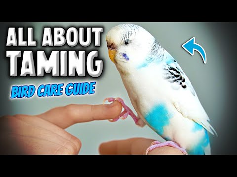 Vídeo: Obtendo um Budgie: coisas que você precisa