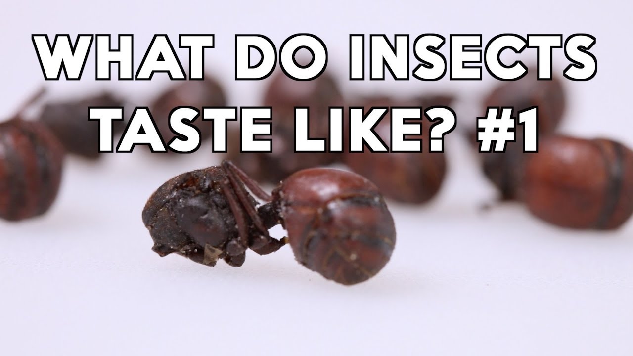 The 13 weirdest foods on earth. INSECT TASTE-OFF! - YouTube