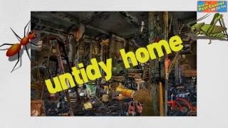 Roaches Pest Control in Geelong   Roaches Exterminator in Geelong