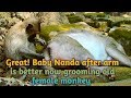 Natural wildlife  great baby nanda after arm is better now grooming old female monkey