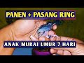 Anakan murai umur 7 hari dipanen dan dipasang ring