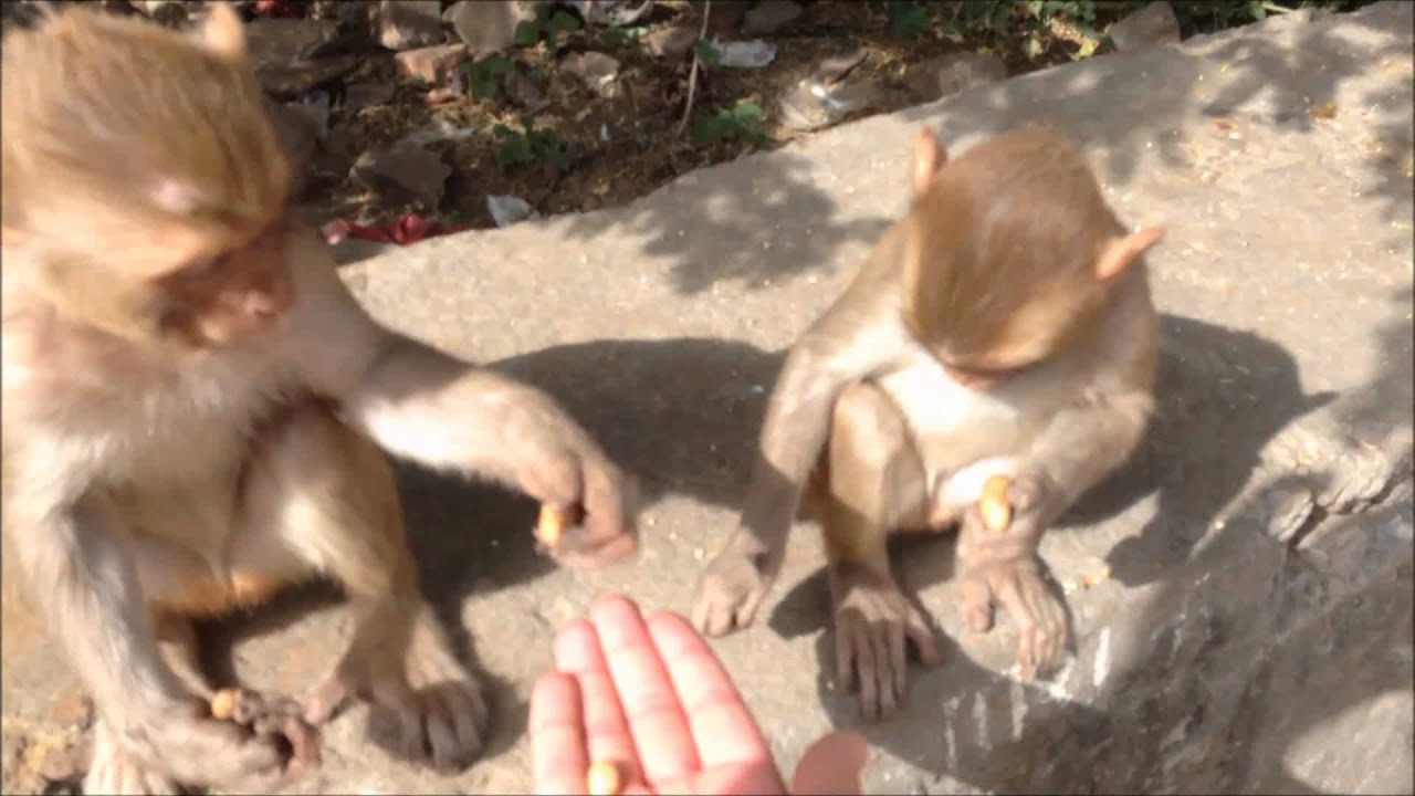 feeding-monkeys-in-jaipur-india-youtube