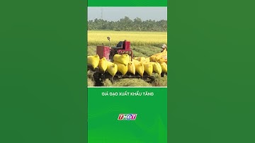 Giá gạo xuất khẩu tăng #nongnghiepmientay