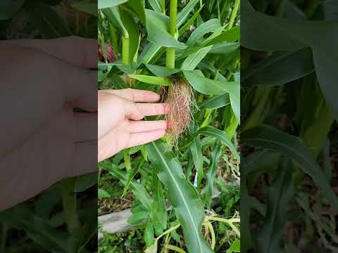 Video: Gruljenje zrna u kukuruzu šećercu: Upravljanje kukuruzom šećerom truljenjem zrna