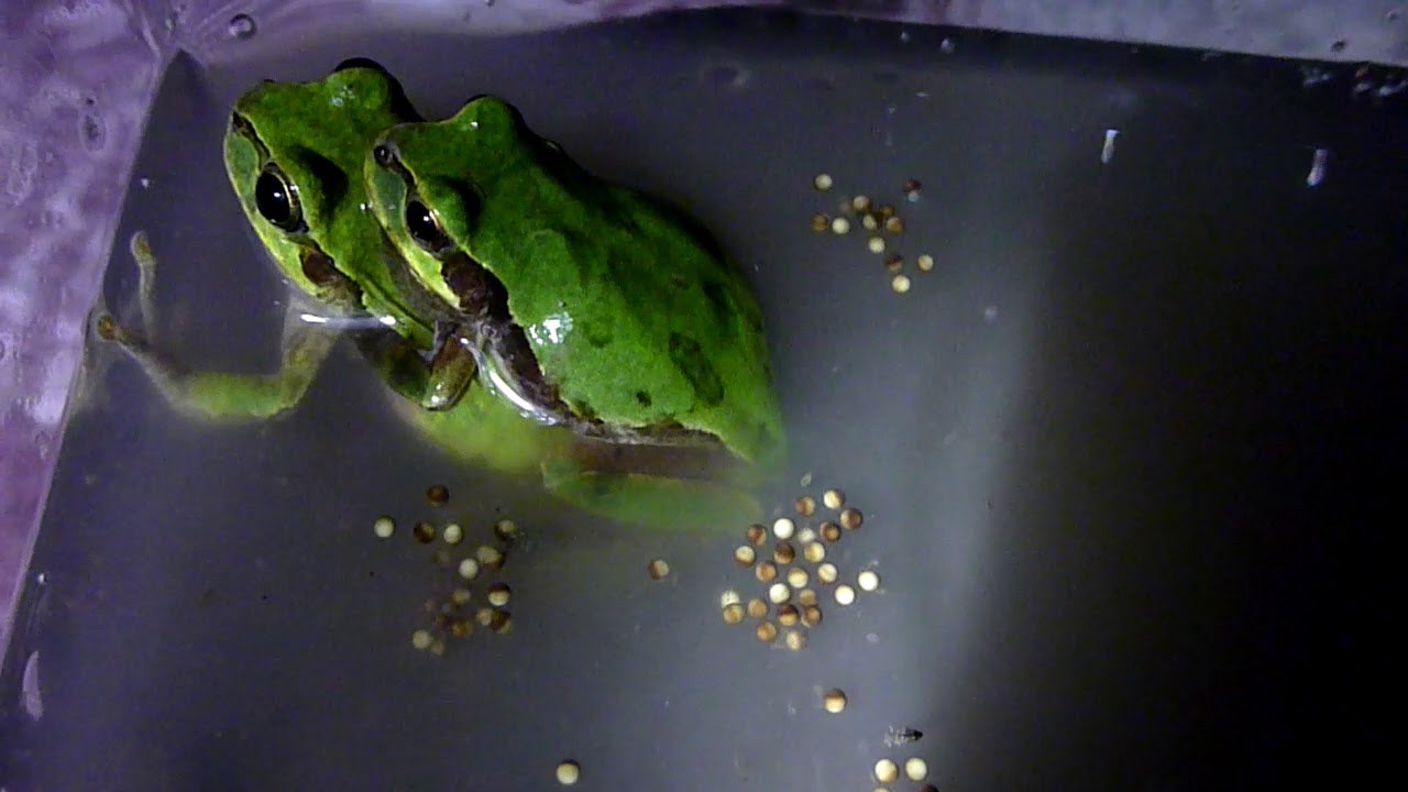 ニホンアマガエル Hyla Japonica の産卵 水槽内で撮影 Youtube