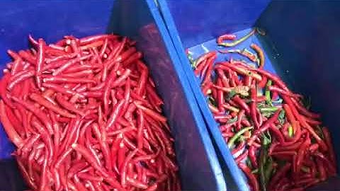 Angelon chilli color sorting machine