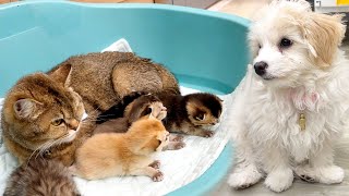 The puppy waits for the mother cat to feed the kittens