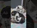머리부터 발끝까지 그루밍^-^ #cat #동물 #고양이 #랙돌 #kitten #스코티쉬폴드 #고양이일상 #집사 #cutecat #shorts #shortvideo