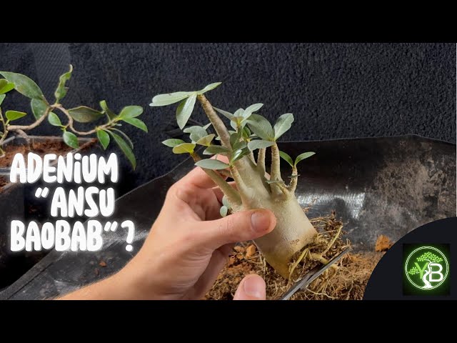 fadogia agrestis plant Fadogia Agrestis Extract main image 1