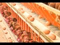 Mecanização na produção de ovos