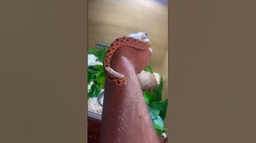 Thumbnail of CUTE BABY SNAKE #animals #snake #reptiles #animalshorts #shorts #short #animallover #hognosesnake