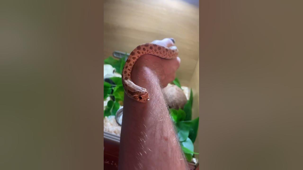 CUTE BABY SNAKE #animals #snake #reptiles #animalshorts #shorts #short #animallover #hognosesnake