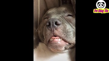 Những khoảng khắc đáng yêu và hài hước của thú cưng - P56