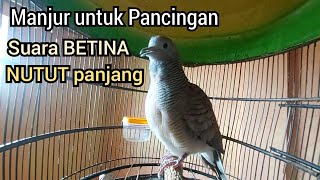 Perkutut Betina memanggil Jantan suara NUTUT Panjang seperti ini Paling dicari untuk pancingan