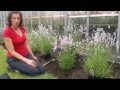 How Long Does It Take To Grow Lavender From Seed