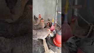 Cream Crested Legbar chickens(Blue, green egg layer)