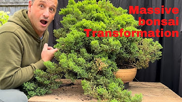 Huge Bonsai Transformation - overgrown juniper becomes a beautiful bonsai