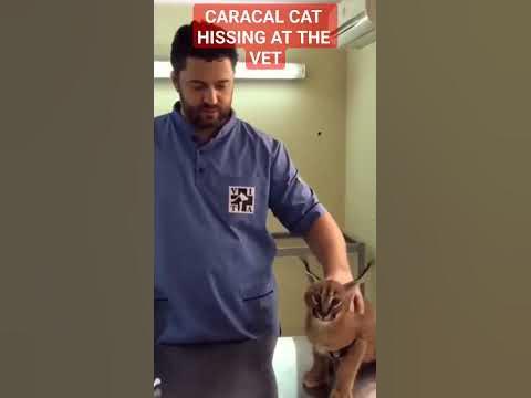 CARACAL CAT HISSING AT THE VET WHILE GETTING VACCINE! #shorts #