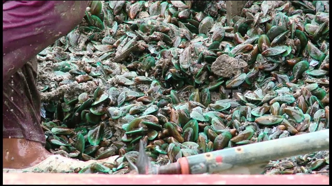 MERAJUT ASA | RAUP KEUNTUNGAN DARI LIMBAH KULIT KERANG (02/03/18) 2-3