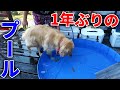 レトリバーまる君1年ぶりのプールに・・・?