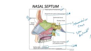 NASAL SEPTUM / FORMATIOM / LITTLE'S AREA / KIESSELBACH'S PLEXUS  / EPISTAXIS / VOMERONASAL ORGAN