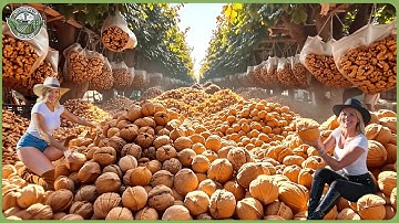 How Million Tons of Walnuts Are Processed - Massive Walnut Farming & Harvesting