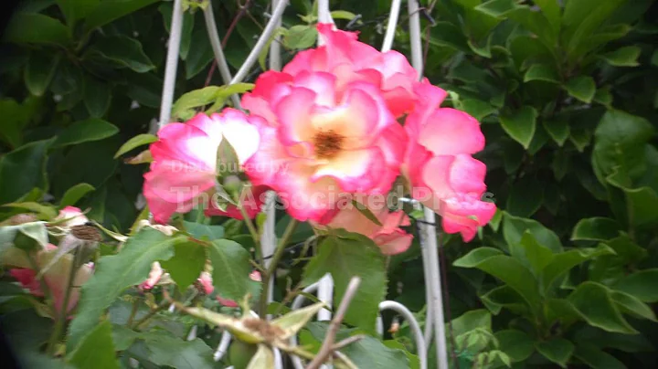 QAUTOHeadlineNR-VOSOT Dec 09 16:50:48 IST 2025 Crmoments