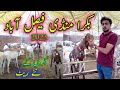 Bakra Mandi Pakistan 2023 /Saste Bakre/Qurbani Ka Mall 2023 | Bakra Mandi Faisalabad/ Bakra eid 2023