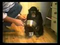 Schimpansen Ola - Avsnitt 2: Ola går till skolan