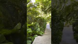 How To Create A Tropical Garden In 2023