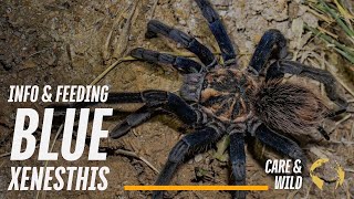 All About: Wild Blue Xenesthis Tarantula & Care