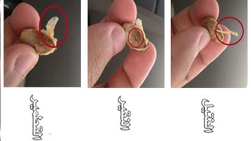 معنى كلمة:(قِطْمِيرٍ)،سورة فاطر،٢٠-شرح مفردات غريب القرآن ،الشيخ خالد الحرمي.