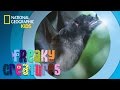 Flower and Bat Interactions