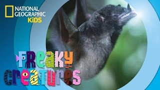 Bat Has REALLY Long Tongue | Freaky Creatures