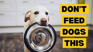 10 Foods Dogs Should NEVER Eat by Planet of Predators 866 views 3 months ago 3 minutes, 18 seconds