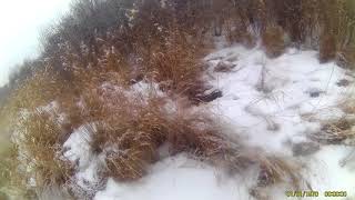 сезон 2017-2018 Русская Пегая Гончая!!!начало охотничьей карьеры))))охота на зайца с Русской гончей! сезон 2017-2018 Русская Пегая Гончая!!!начало охотничьей карьеры))))охота на зайца с Русской гончей!
